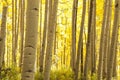 Aspen Trees in Autumn Royalty Free Stock Photo