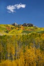 Aspen trees in Autumn at Kebler Pass near Crested Butte Colorado America. The Aspens foliage change color from green to yellow lea Royalty Free Stock Photo