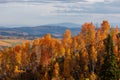 Aspen trees in autumn time at Monte Cristo overlook in Utah Royalty Free Stock Photo