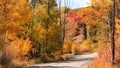 Aspen trees in autumn time by the trail in San Juan mountains