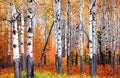 Aspen trees in Banff national park in autumn time Royalty Free Stock Photo