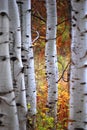 Aspen Trees Birch White Bark in Forest in Fall Autumn with Colors Royalty Free Stock Photo