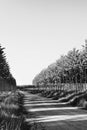 Aspen trees in black and white Royalty Free Stock Photo