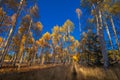 Aspen trees and blue sky Royalty Free Stock Photo