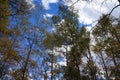 Aspen Trees Before a Bright Blue Sky with Clouds Royalty Free Stock Photo