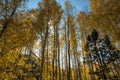 Aspen trees changing color