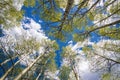 Aspen Trees and Clouds Royalty Free Stock Photo