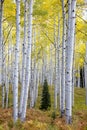 Aspens in Fall Colorado when the color of the aspens turn yellow. Kebler Pass is one of the best places in Colorado to view Aspens