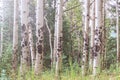 Aspen trees in Colorado Rocky Mountains