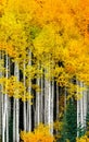 Aspen. trees in Colorado