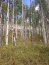 Aspen Trees in Colorado