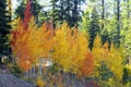 Aspen trees colored
