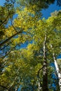 Aspen trees in early fall Royalty Free Stock Photo