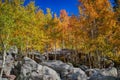 Aspen trees in the Fall at Bear Lake in Rocky Mountain National Park Royalty Free Stock Photo