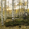 Aspen trees in Fall color