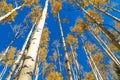 Aspen trees during Fall in Colorado at Kenosha Pass