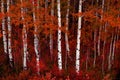 Aspen Trees in Fall with Colors Lush Forest Birch Royalty Free Stock Photo