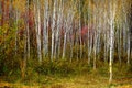 Aspen Trees in Fall with Colors Lush Forest Birch Red Maples Royalty Free Stock Photo