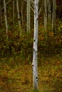 Aspen Trees in Fall with Colors Lush Forest Birch Red Maples Royalty Free Stock Photo