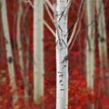 Aspen Trees in Fall with Colors Lush Forest Birch Red Maples Royalty Free Stock Photo