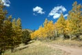 Aspen trees in fall colors in the Sangre De Cristo range on the Medano Pass primitive road in Rocky Mountains in Colorado Royalty Free Stock Photo