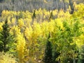 Aspen trees fall colors yellow in forest Royalty Free Stock Photo