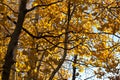 Aspen trees after a fire