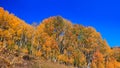 Aspen trees with foliage in autumn time Royalty Free Stock Photo