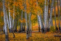 Aspen trees in the forest in autumn time Royalty Free Stock Photo