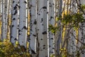 Aspen trees in the forest with fall colors Royalty Free Stock Photo