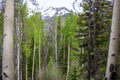 Aspen Trees Framing a Snowy Mountain Peak in Rocky Mountain National Park Royalty Free Stock Photo