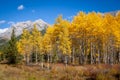 Aspen trees with golden yellow autumnal leaves in Kananaskis in the Canadian Rocky Mountains Royalty Free Stock Photo
