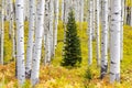 Aspen trees in Aspen gove Colorado. Foliage changes colour in the Autumn Kebler Pass near Crested Butte Colorado USA Royalty Free Stock Photo