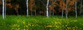 Aspen Trees in Meadow with Yellow Sunflowers Lush Green Red Leaves in Autumn Fall Royalty Free Stock Photo