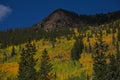 Aspen trees in the mountains of Colorado Royalty Free Stock Photo