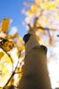 Aspen trees in the mountains of Colorado Royalty Free Stock Photo