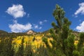 Aspen trees in the mountains of Colorado Royalty Free Stock Photo