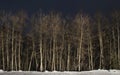 Aspen Trees at Night