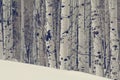 Aspen trees in the northern utah mountains in the winter