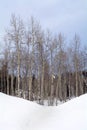 Aspen trees in the northern utah mountains in the winter Royalty Free Stock Photo