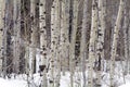 Aspen trees in the northern utah mountains in the winter