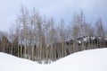 Aspen trees in the northern utah mountains in the winter Royalty Free Stock Photo