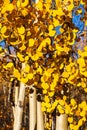 Aspen Trees in Peak Autumn Color Royalty Free Stock Photo