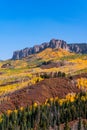 Aspen trees with peak fall color at Owl Creek Pass, Colorado. Royalty Free Stock Photo