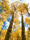 Aspen trees reaching toward the sky Royalty Free Stock Photo