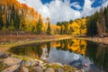 Aspen trees reflecting in Mesa Lakes on Grand Mesa, Colorado Royalty Free Stock Photo