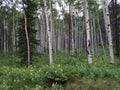 Aspen trees rise above field of yellow wild flowers 2. Royalty Free Stock Photo