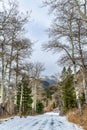 Aspen trees,  Rocky Mountain National Park, Colorado, USA Royalty Free Stock Photo