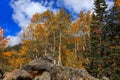 Aspen trees in Rocky mountain national park Royalty Free Stock Photo