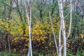 Aspen Trees At Seahurst Park Royalty Free Stock Photo